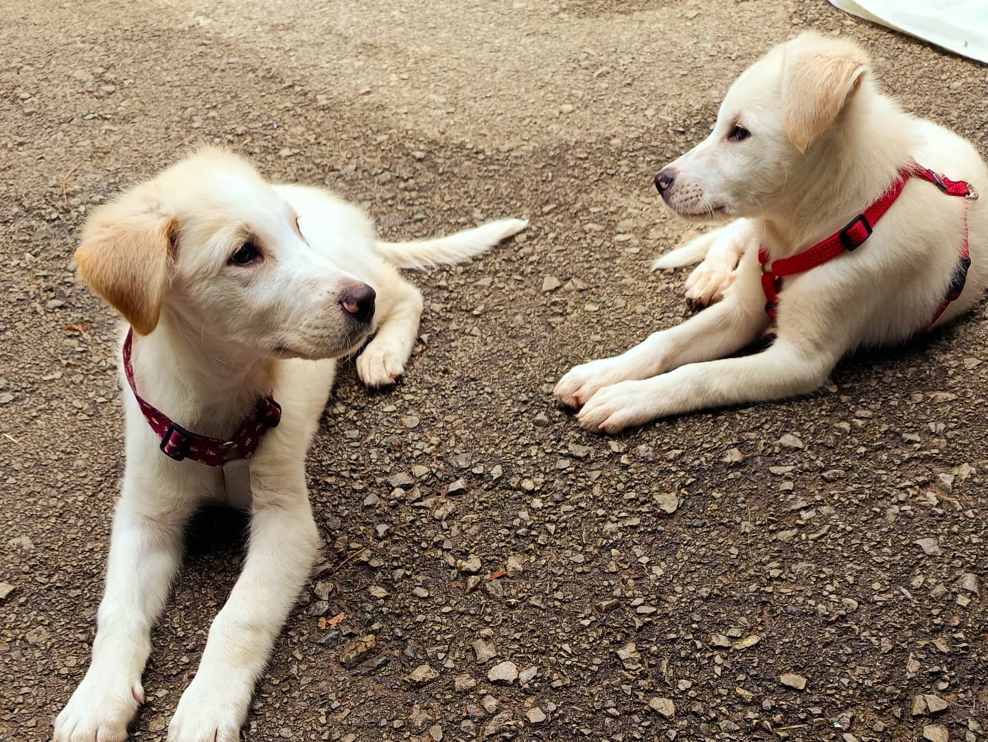 Vuoi adottare un cane a Cuneo?