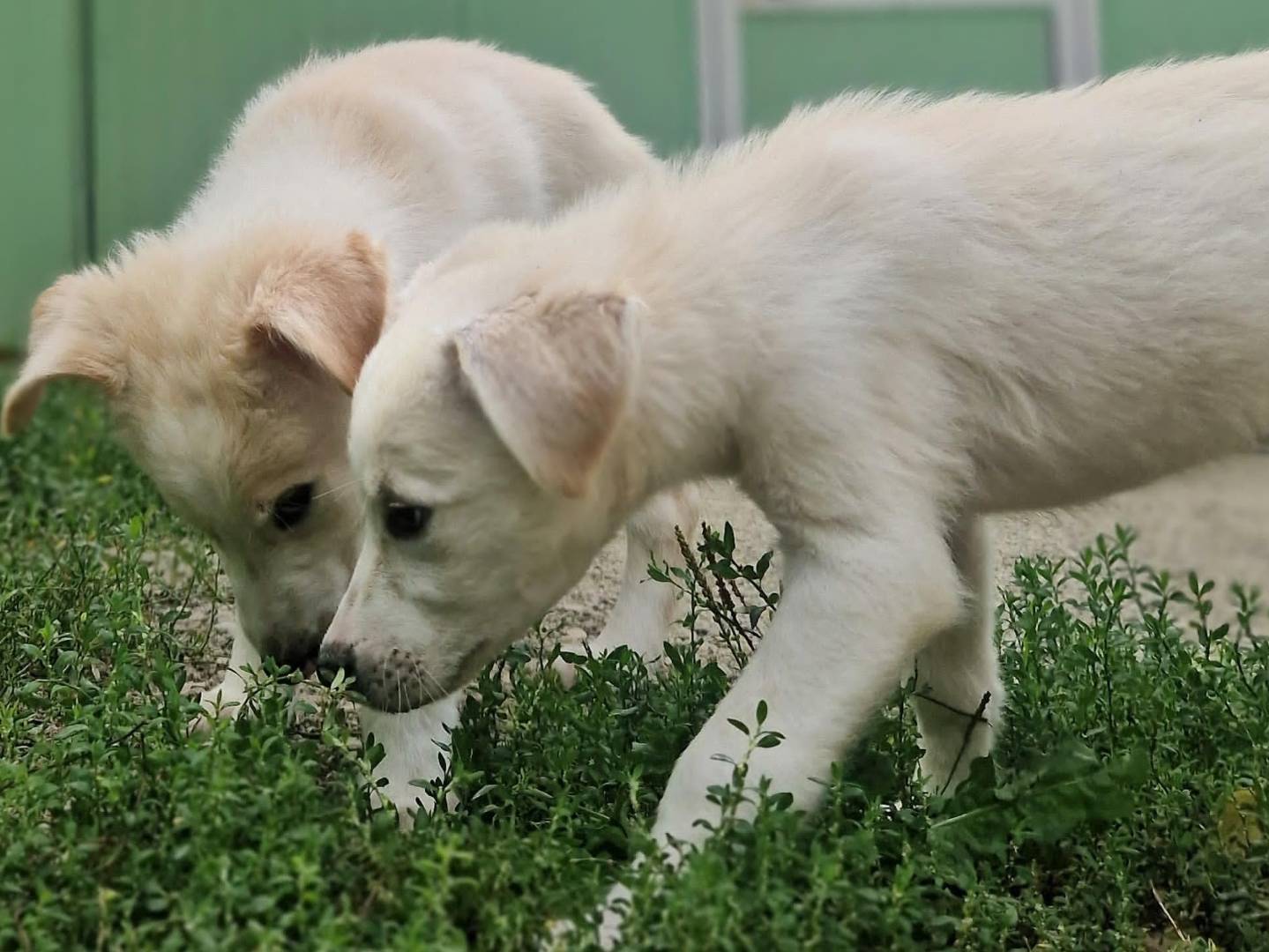 Adotta il cane Piddu e Gigietto a Cuneo