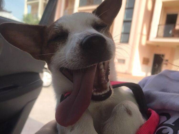 Adozione cane, femmina, Jack Russell Terrier Razza sconosciuta, 2 anni e 9 mesi, taglia piccola, Chieti