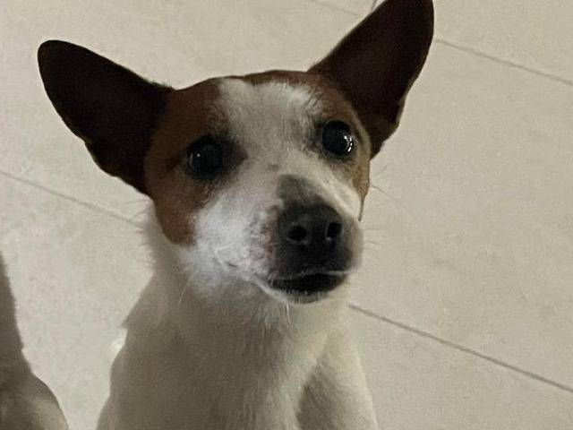 Adotta un cane, femmina, 2 anni e 9 mesi, Chieti