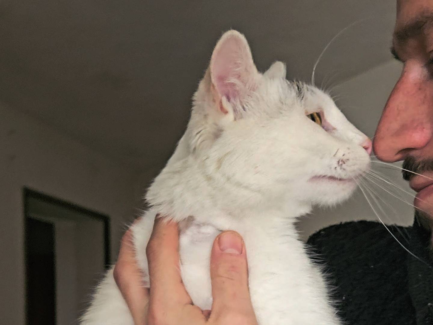 Vuoi adottare un gatto a Rieti?