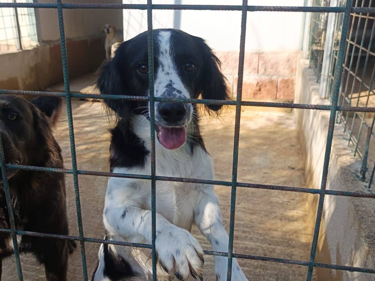 Adozione cane, maschio, Spaniel Razza sconosciuta, 1 anno e 2 mesi, taglia media, Avellino