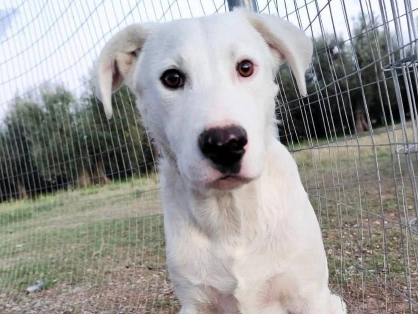 Adozione cane, maschio, Razza sconosciuta Razza sconosciuta, 6 mesi, taglia media, Barletta