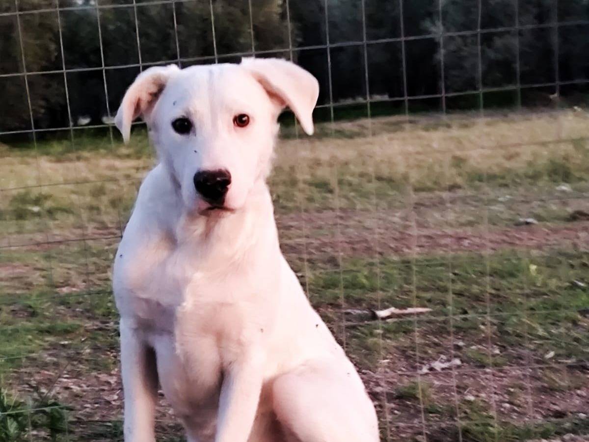 Adotta un cane, maschio, 6 mesi, Barletta