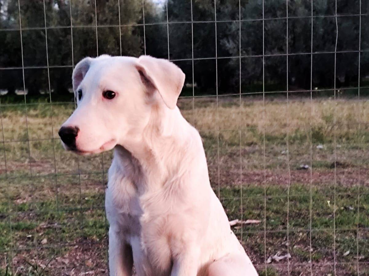 Adotta un cane, taglia media, maschio, Barletta