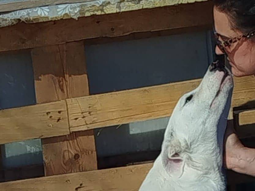 Vuoi adottare un cane a Barletta?