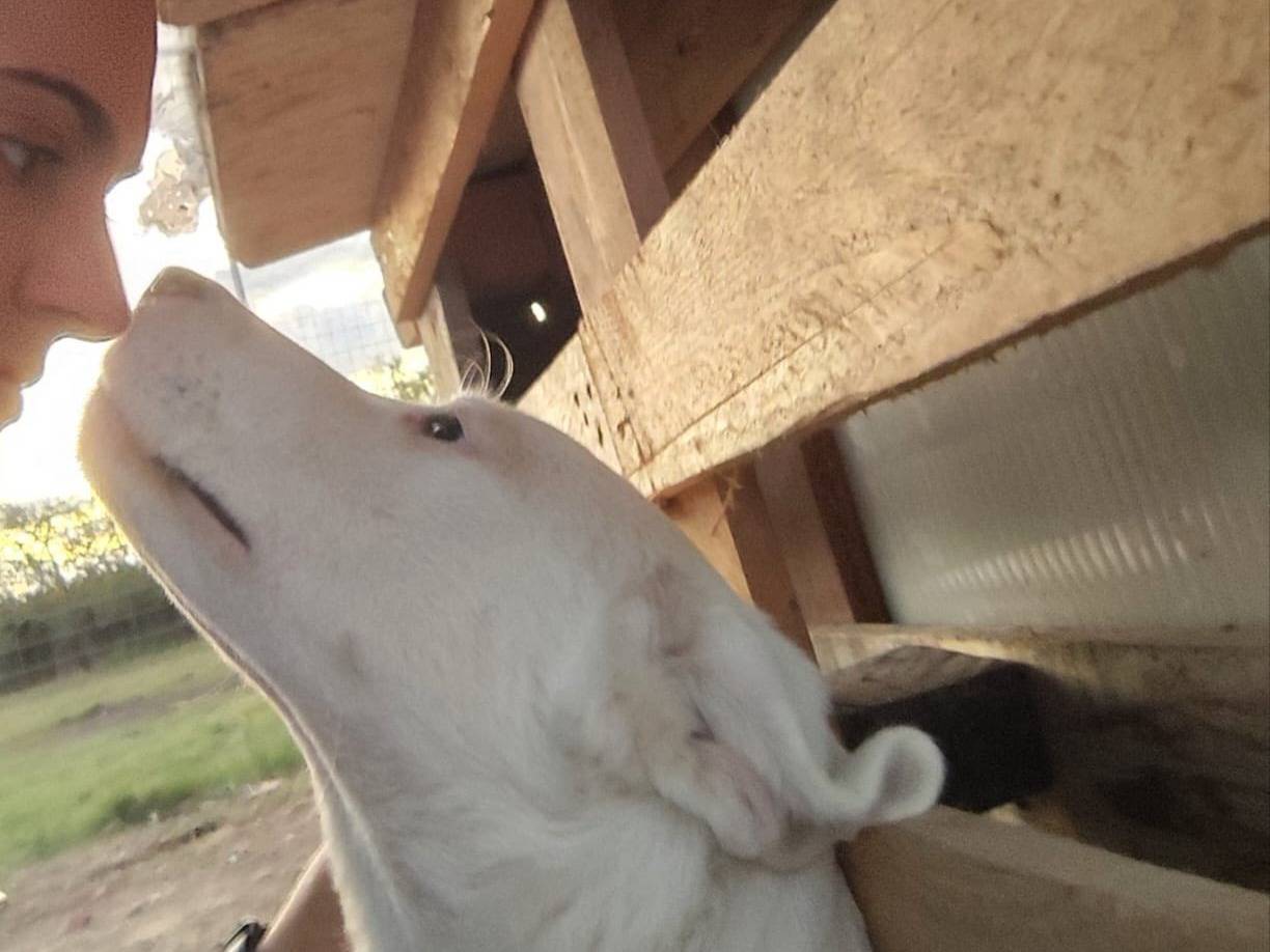 Adotta il cane Husky a Barletta