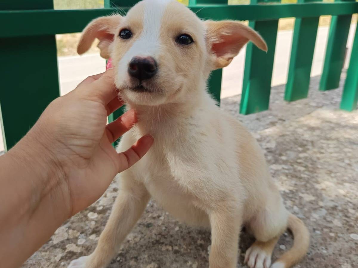 Adotta un cane, femmina, 4 mesi, Milano