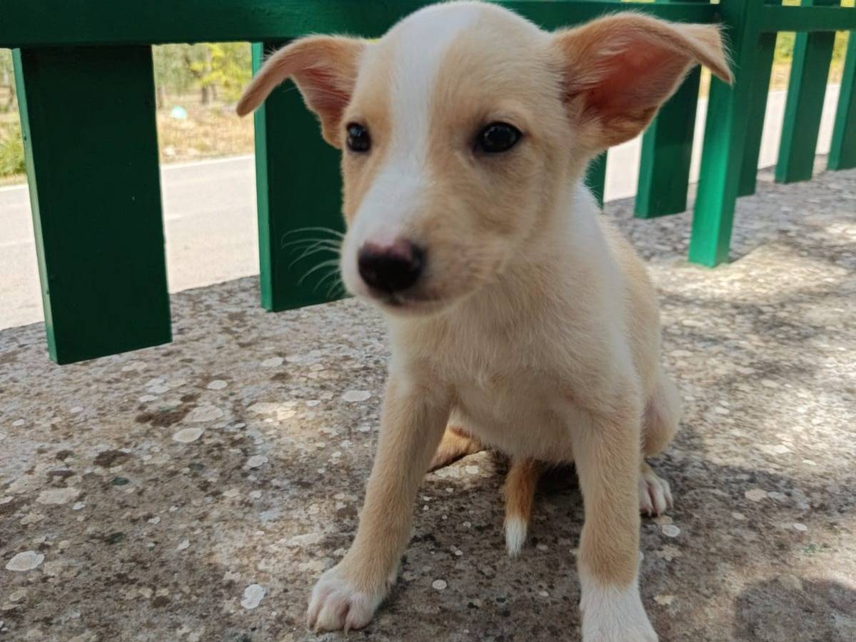 Adotta un cane, taglia piccola, femmina, Milano