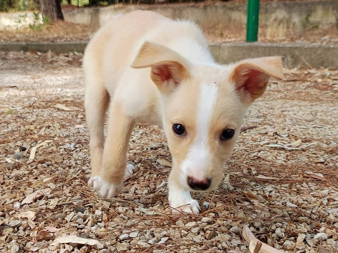 Vuoi adottare un cane a Milano?