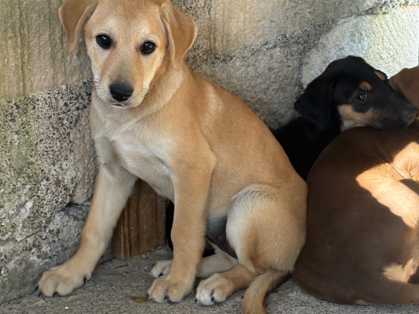 Adotta un cane, femmina, 3 mesi, Siracusa