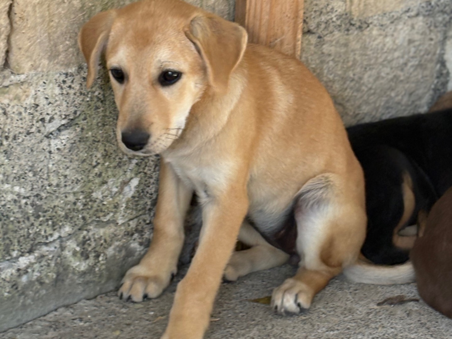 Adotta un cane, taglia media, femmina, Siracusa