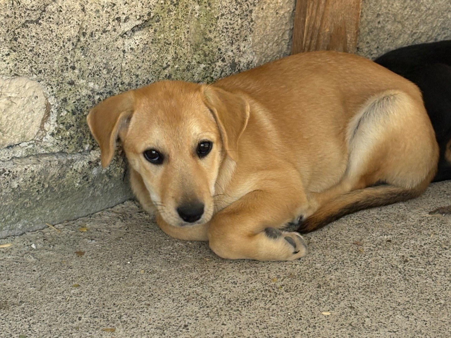 Vuoi adottare un cane a Siracusa?