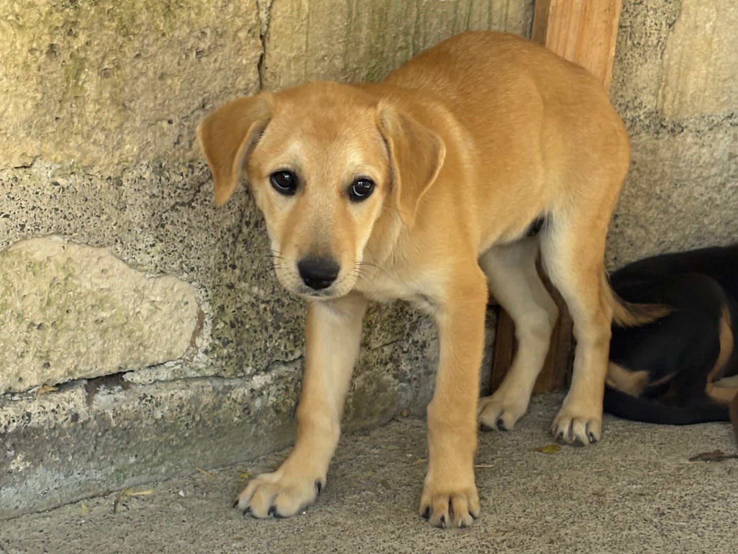 Adotta il cane Tea a Siracusa