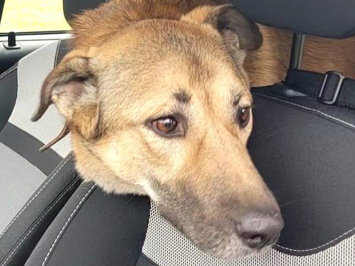Adozione cane, maschio, Razza sconosciuta Razza sconosciuta, 4 anni, taglia media, Milano