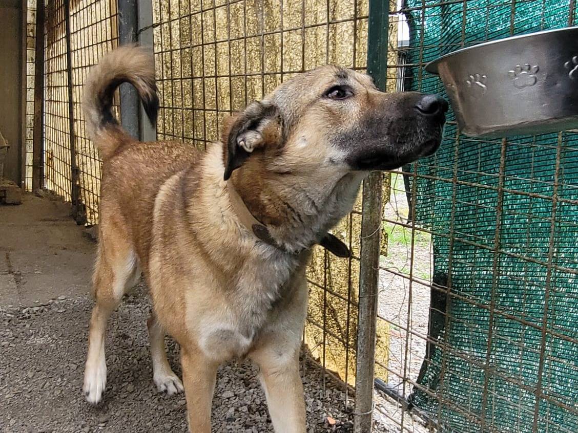Adotta un cane, maschio, 4 anni, Milano