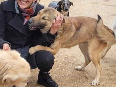 Adotta un cane, taglia media, maschio, Milano