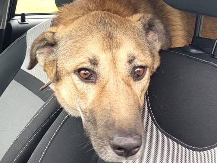 Vuoi adottare un cane a Milano?