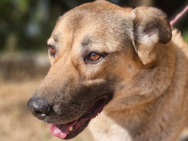 Adotta il cane WHISKY a Milano