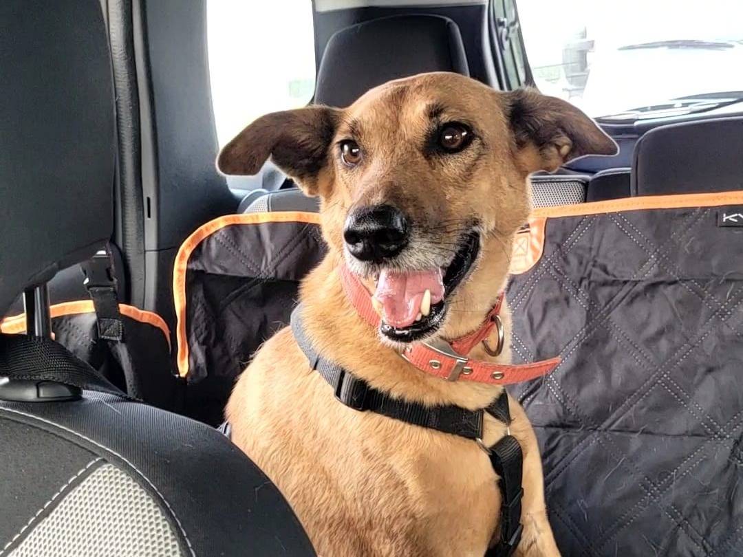 Adozione cane, femmina, Razza sconosciuta Razza sconosciuta, 5 anni e 2 mesi, taglia media, Milano