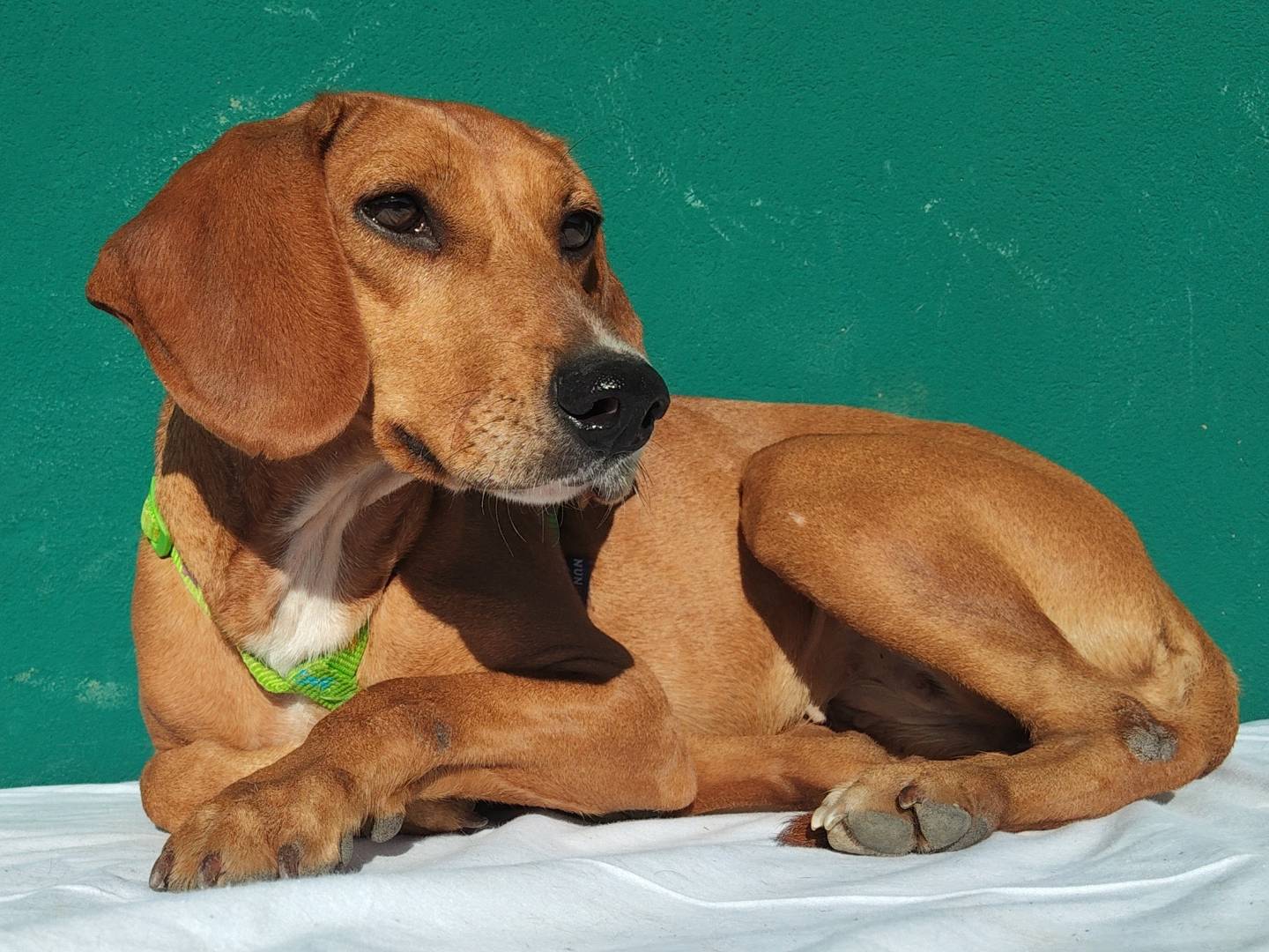 Adozione cane, femmina, Razza sconosciuta Razza sconosciuta, 2 anni, taglia media contenuta, Massa