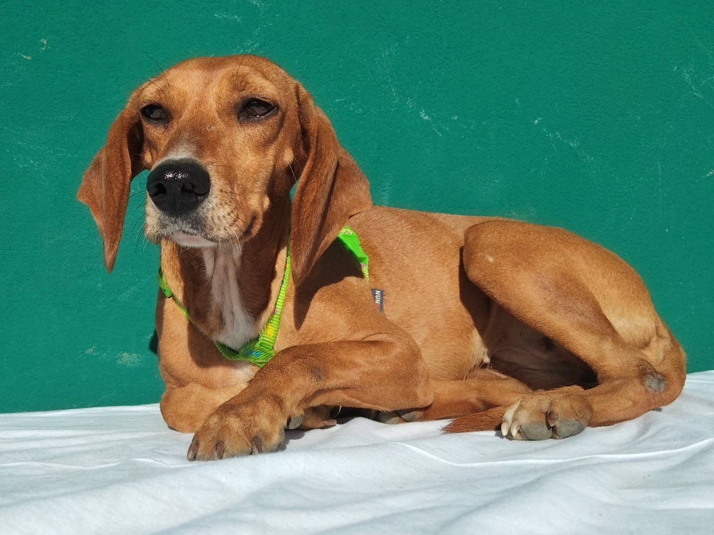 Adotta un cane, femmina, 2 anni, Massa