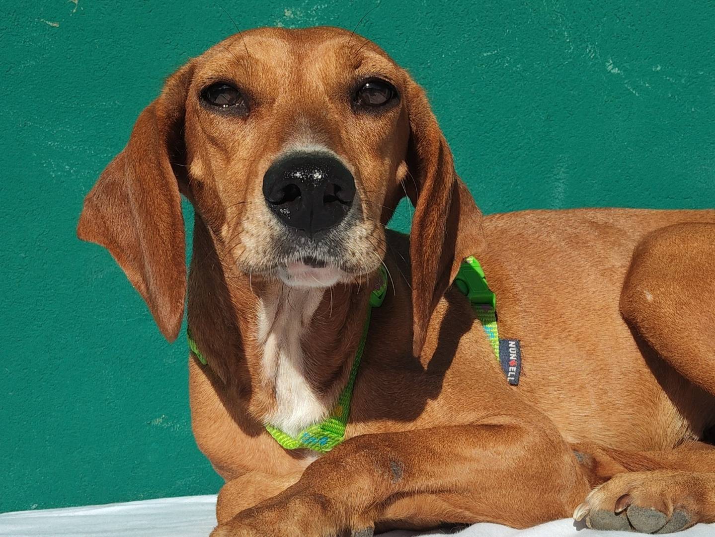 Adotta un cane, taglia media contenuta, femmina, Massa