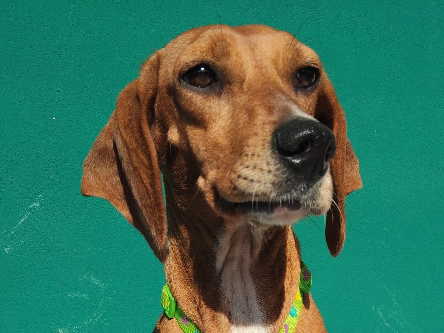 Vuoi adottare un cane a Massa?