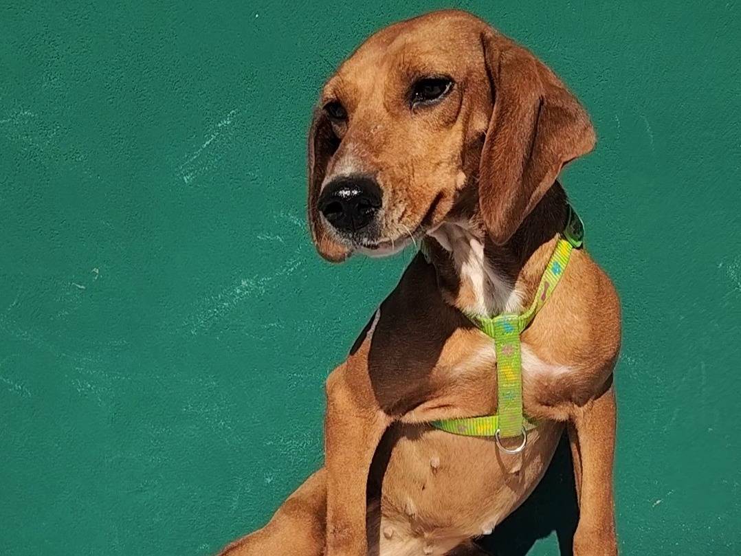 Adotta il cane CAMILLA  a Massa