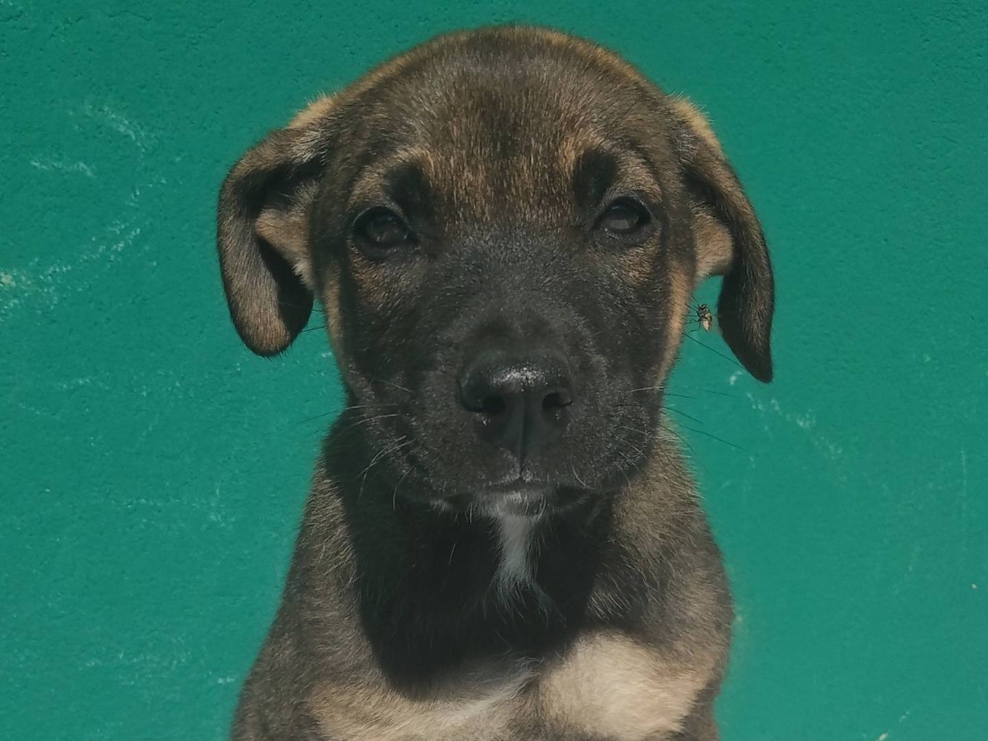 Adozione cane, femmina, Razza sconosciuta Razza sconosciuta, 1 mesi, taglia media, Bergamo