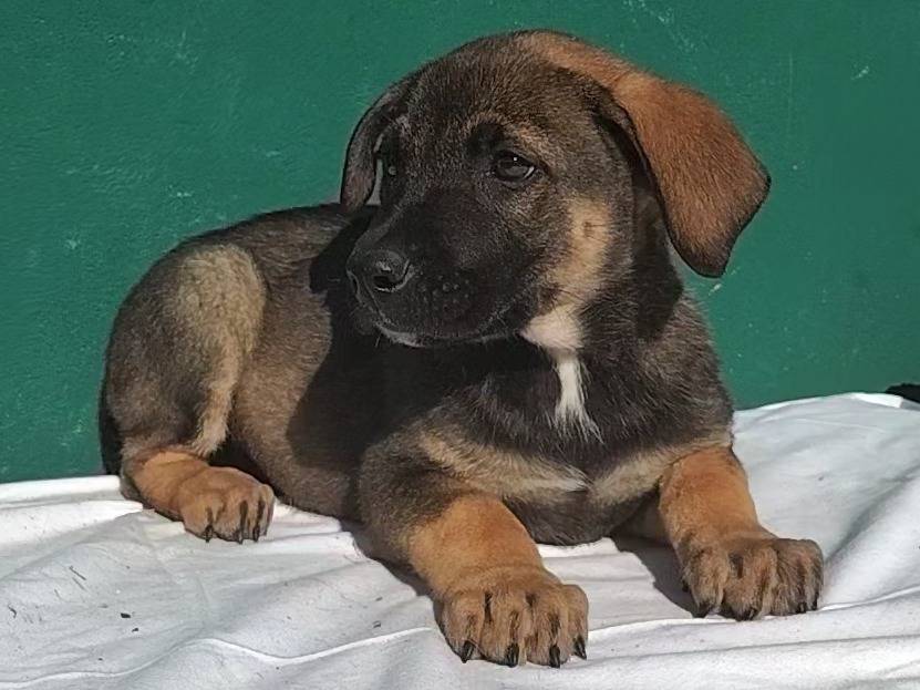 Adotta un cane, femmina, 1 mesi, Bergamo