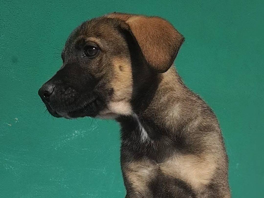 Vuoi adottare un cane a Bergamo?