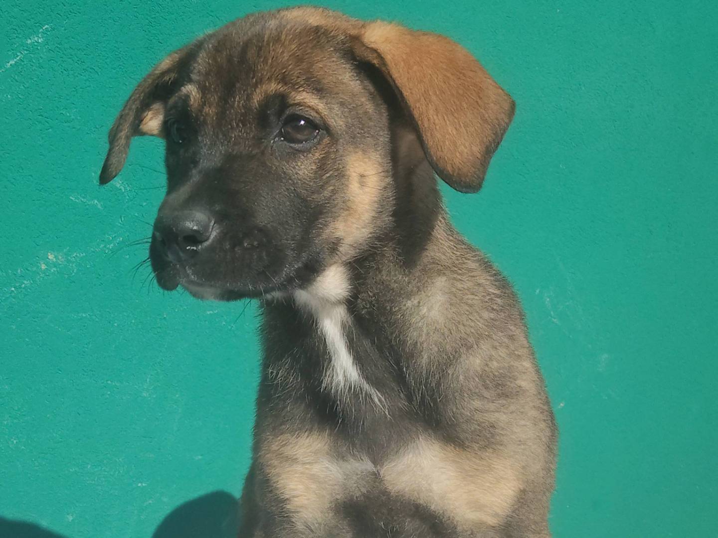 Adotta il cane Ottavia  a Bergamo