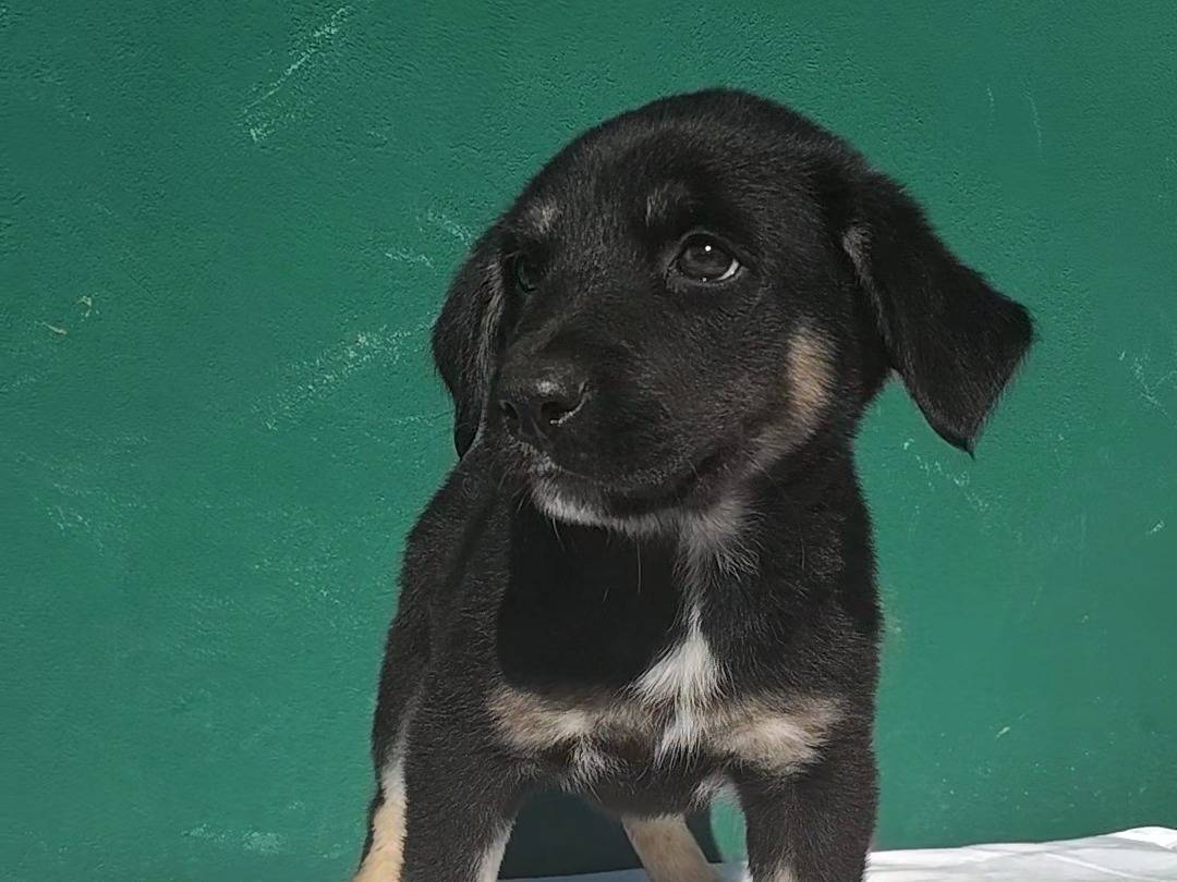 Adotta il cane Oara a Venezia