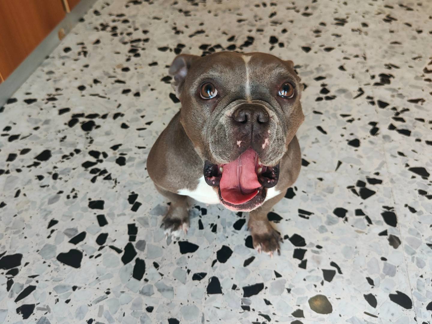Adozione cane, femmina, Staffordshire Bull terrier Razza sconosciuta, 2 anni e 1 mese, taglia media, Napoli