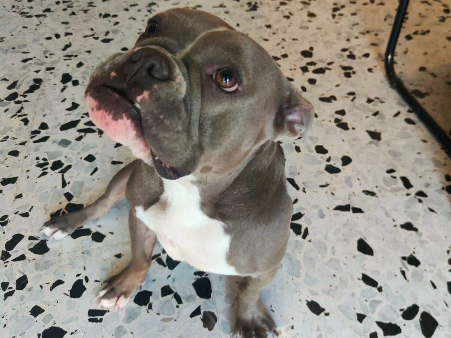 Adotta un cane, femmina, 2 anni e 1 mese, Napoli