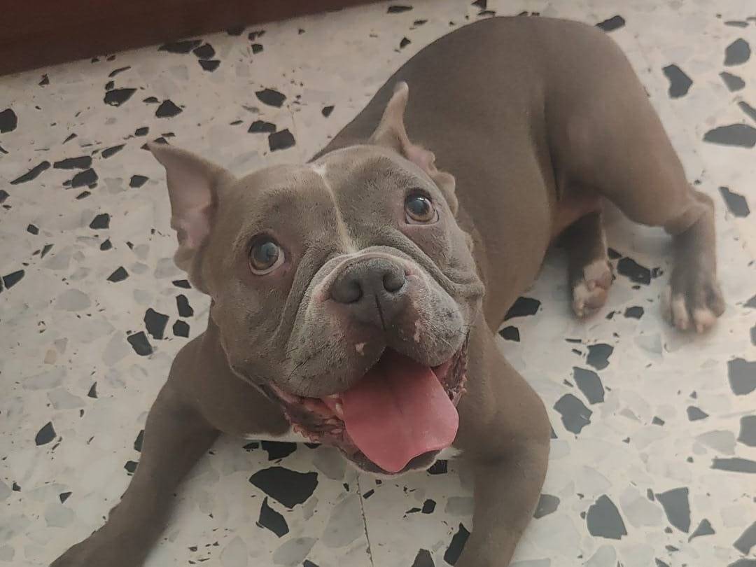 Adotta un cane, taglia media, femmina, Napoli