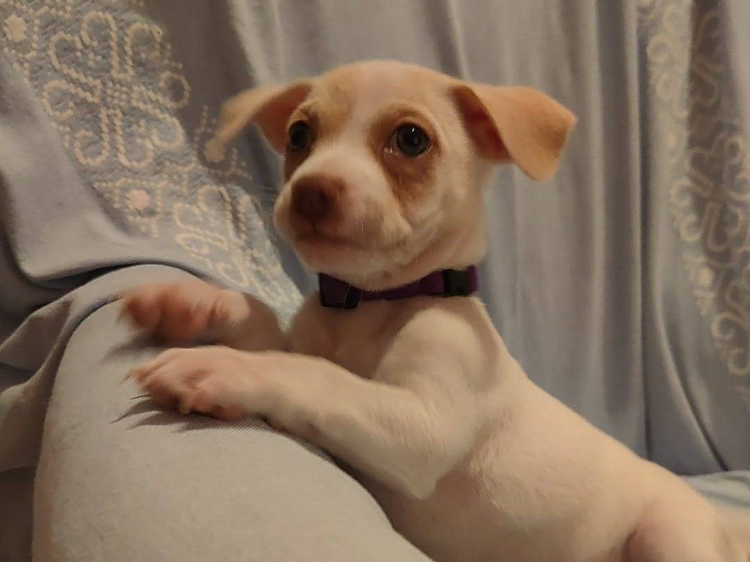Adozione cane, femmina, Razza sconosciuta Razza sconosciuta, 1 settimana, taglia piccola, Napoli