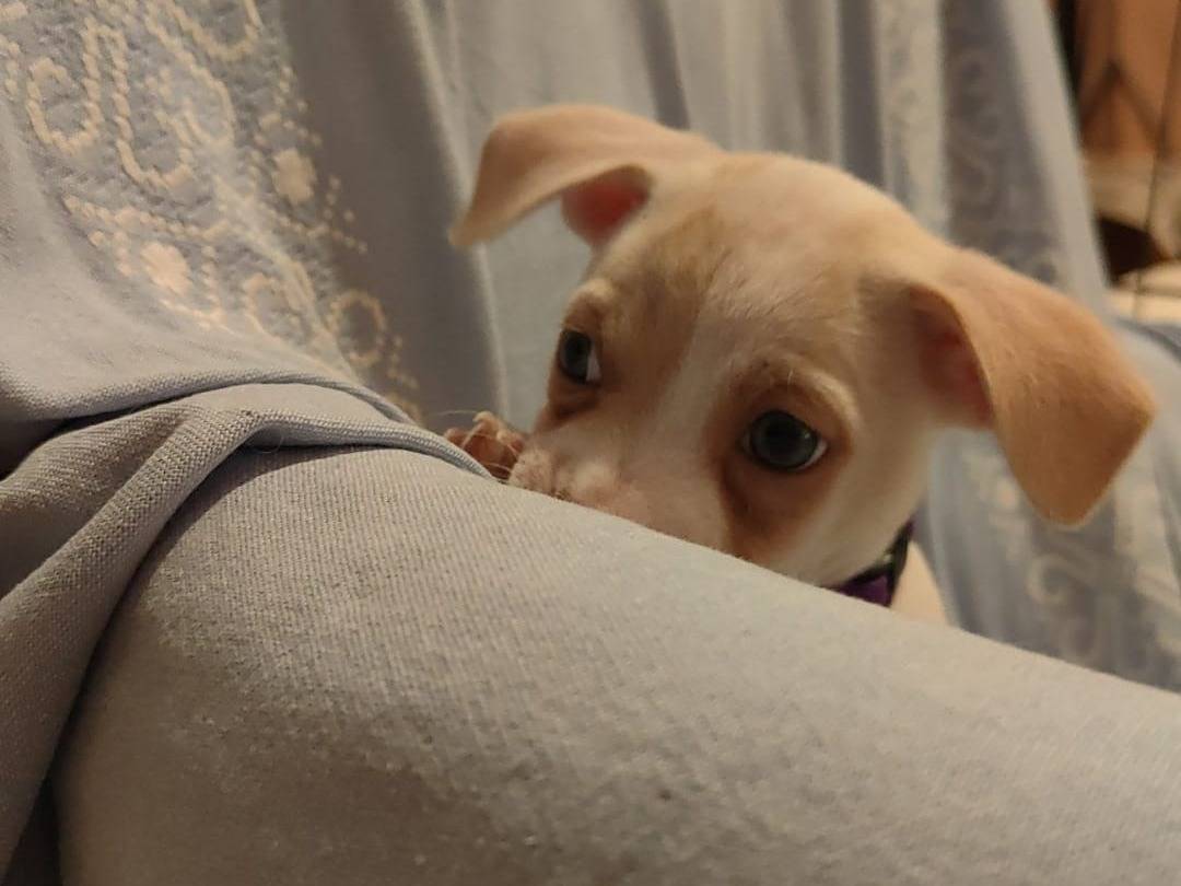 Adotta un cane, femmina, 1 settimana, Napoli