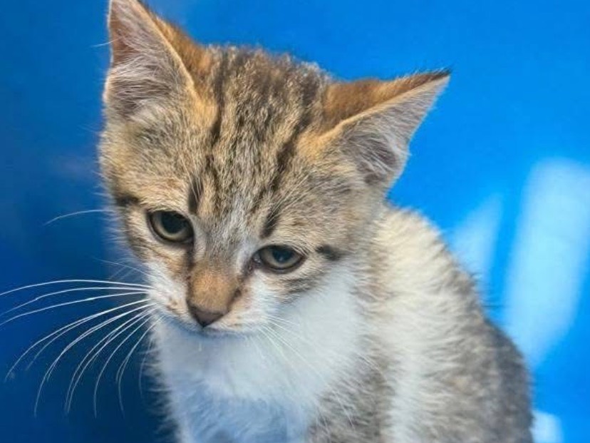 Adozione gatto, maschio, Razza sconosciuta Razza sconosciuta, 3 mesi, taglia non valida, Avellino