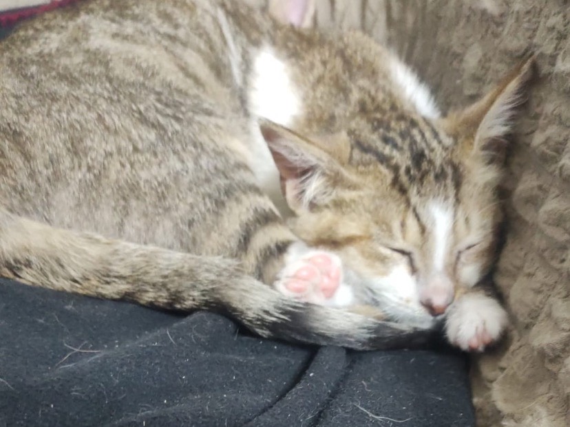 Adotta un gatto, maschio, 3 mesi, Avellino