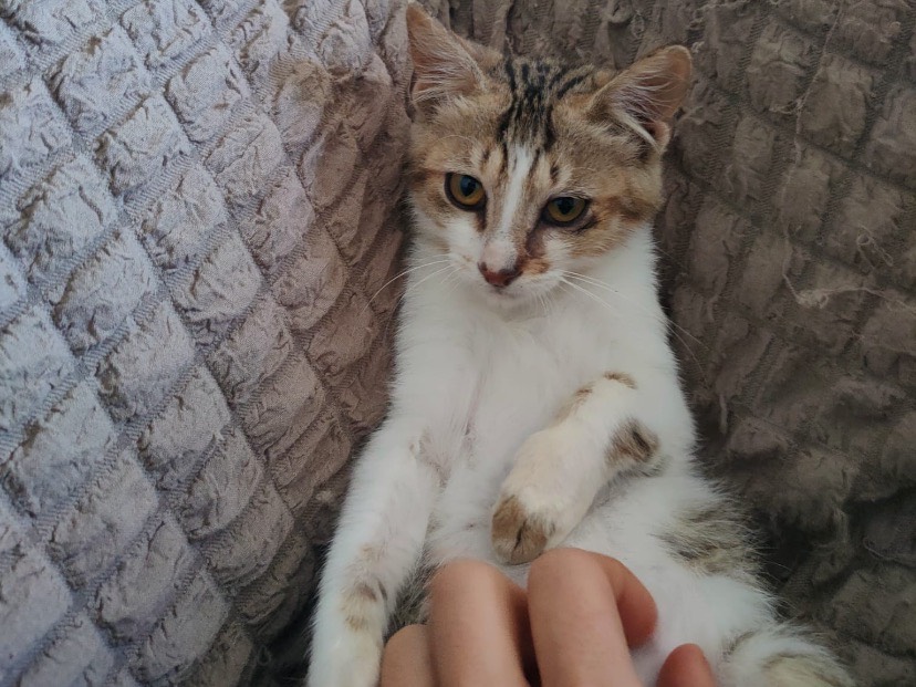 Adotta un gatto, taglia non valida, maschio, Avellino