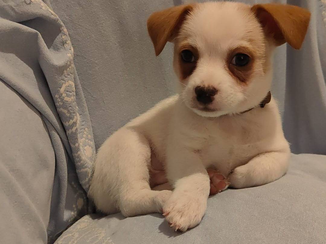 Adozione cane, maschio, Razza sconosciuta Razza sconosciuta, 2 mesi, taglia piccola, Napoli