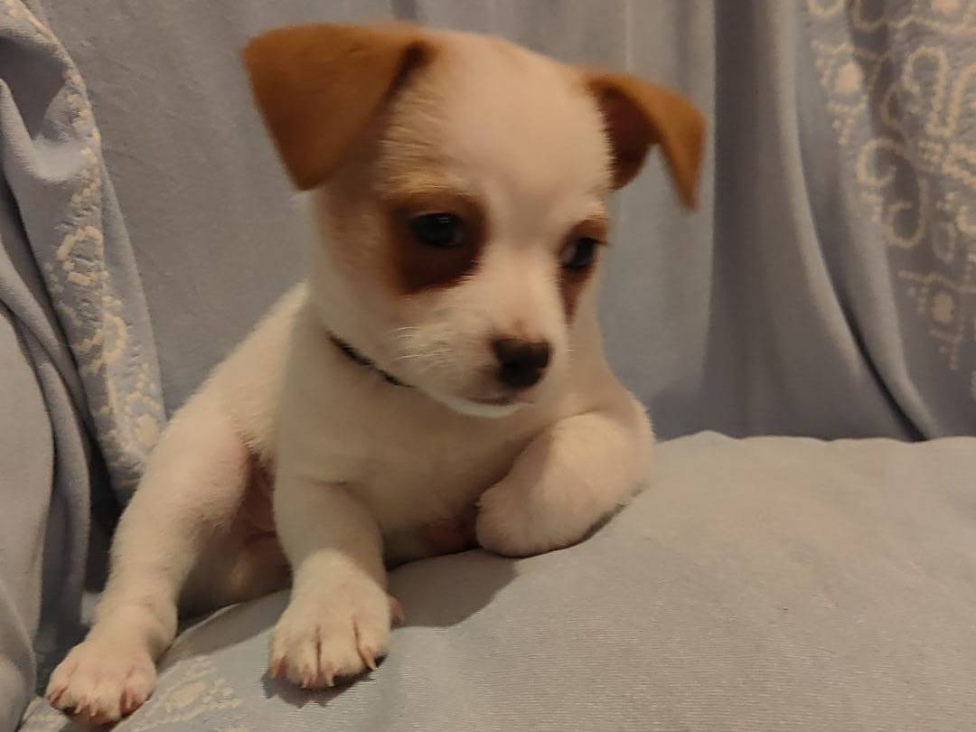 Adotta un cane, maschio, 2 mesi, Napoli