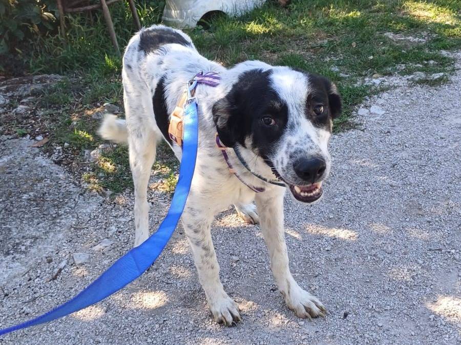 Foto 1 dell'animale