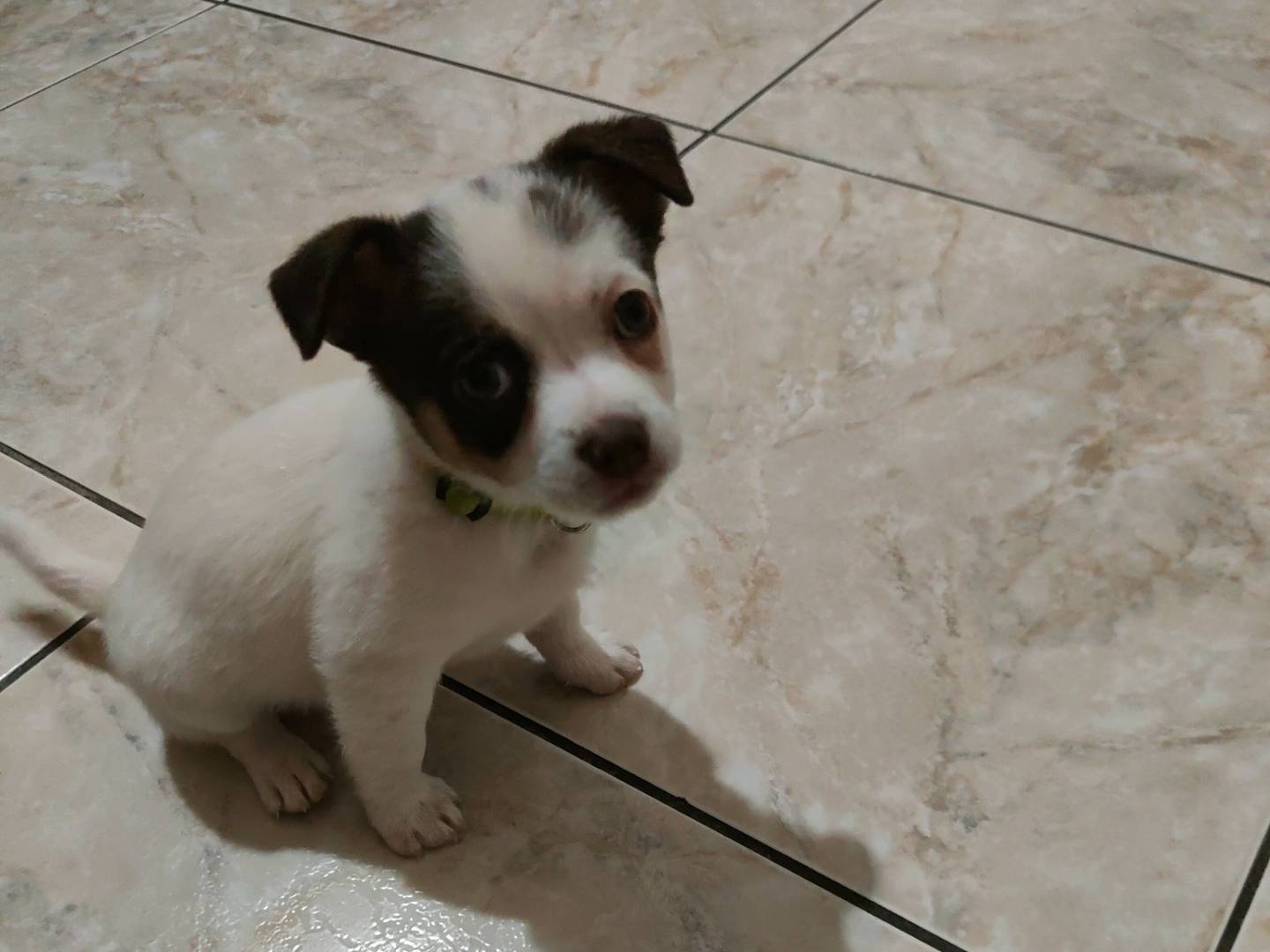 Adozione cane, maschio, Razza sconosciuta Razza sconosciuta, 2 mesi, taglia piccola, Napoli