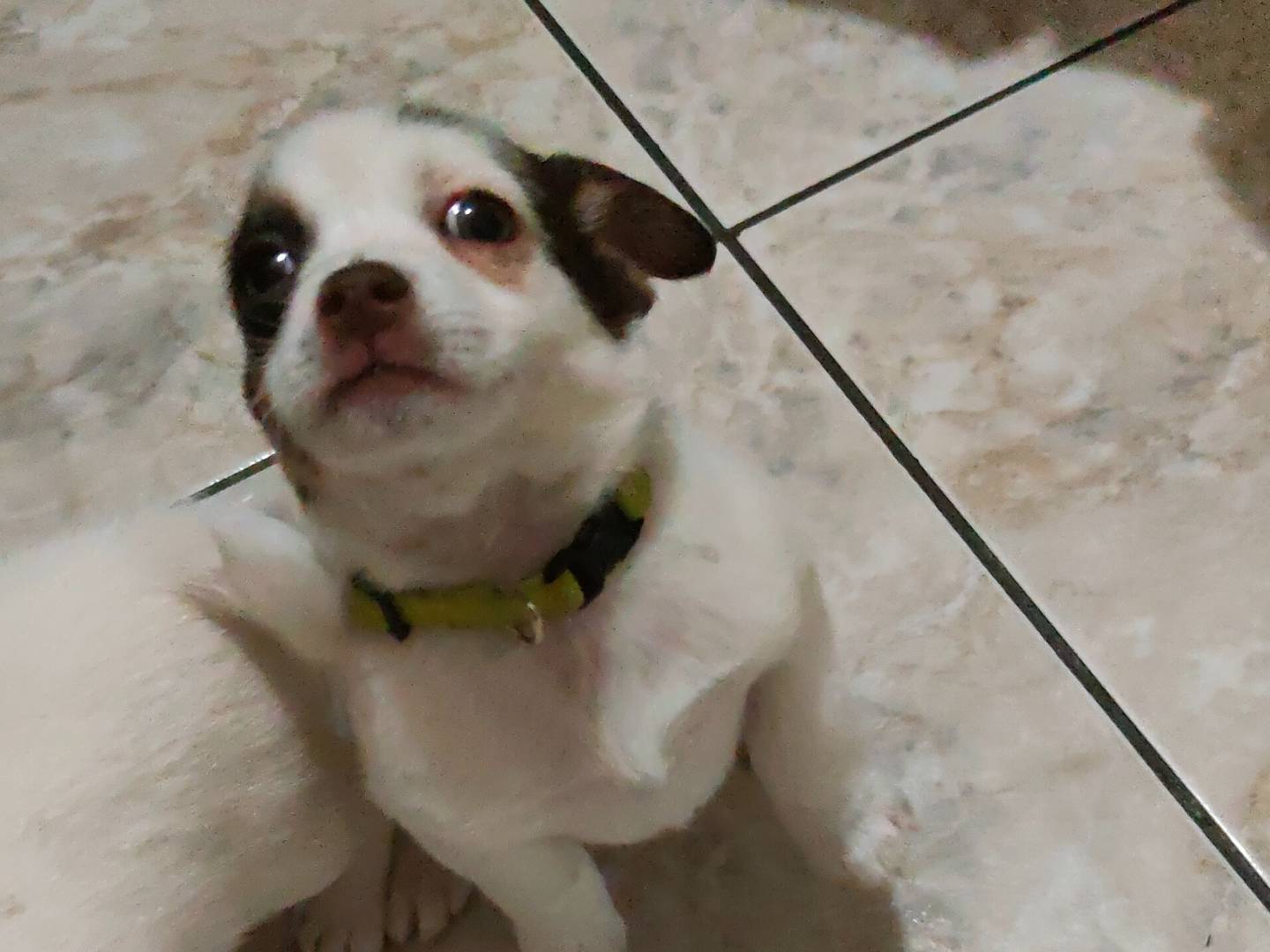 Adotta un cane, maschio, 2 mesi, Napoli