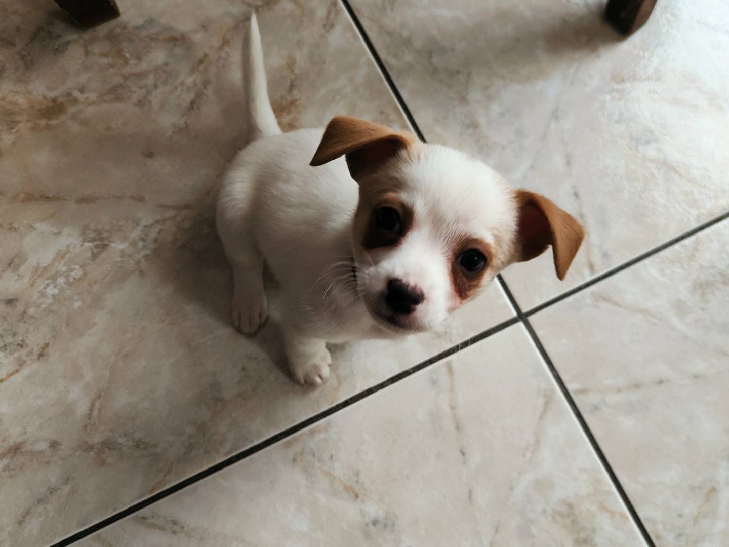 Adozione cane, femmina, Razza sconosciuta Razza sconosciuta, 2 mesi, taglia piccola, Napoli