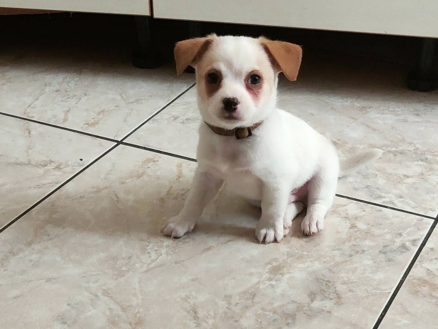 Adotta un cane, femmina, 2 mesi, Napoli