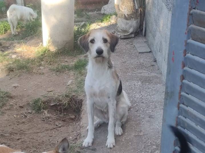 Foto 1 dell'animale